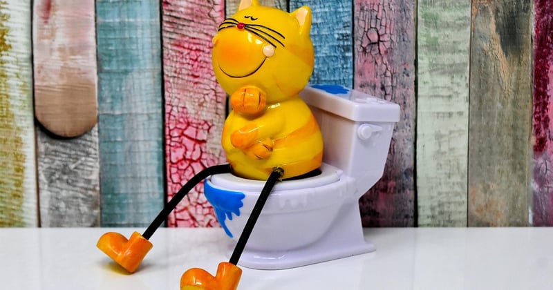 Où installer la litière dans un petit appartement : 7 astuces malines