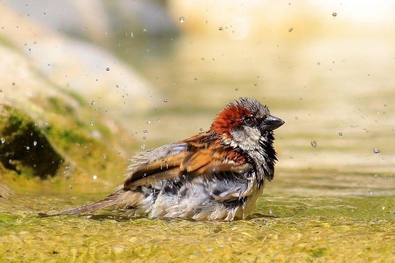 Guide complet pour remplacer un mitigeur de douche défaillant en 2026